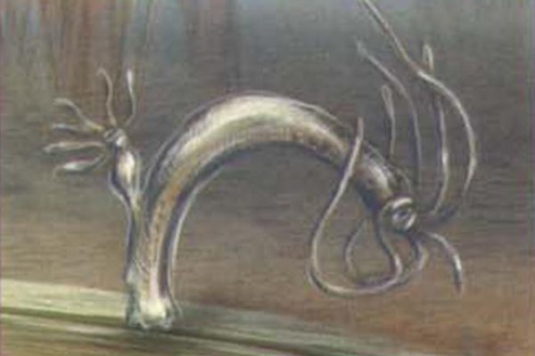 Kraken 5at