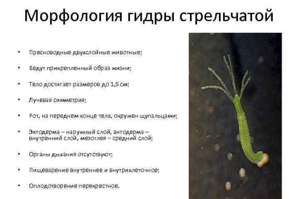 Kraken ссылка тг